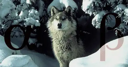 Alpha Beta Omega Test / Omegaverse Test - Are You An Alpha, Beta or Omega?