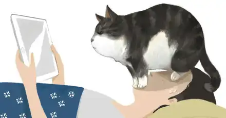 The Ultimate Cat Lover Test