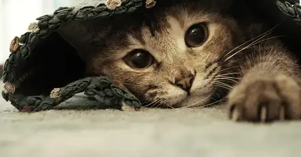 Personality Quiz: What Kind of Cat Are You?