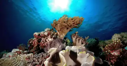 Which Indonesian Diving Spot Should I Try